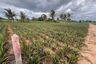 Land for sale in Wang Phong, Prachuap Khiri Khan