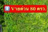 Land for sale in Ban Chang, Pathum Thani