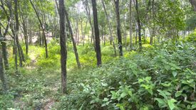 Land for sale in Tha Yu, Phang Nga