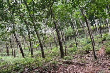 Land for sale in Tha Yu, Phang Nga