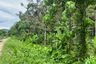 Land for sale in Tha Yu, Phang Nga