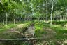 Land for sale in Bang Thong, Phang Nga