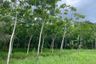 Land for sale in Bang Thong, Phang Nga