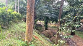 Land for sale in Tha Yu, Phang Nga