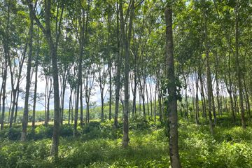 Land for sale in Bang Thong, Phang Nga