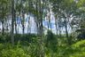 Land for sale in Bang Thong, Phang Nga