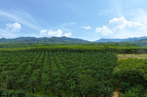 Land for sale in Na Toei, Phang Nga