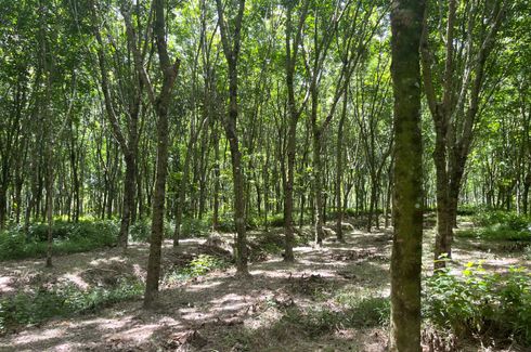 Land for sale in Bang Thong, Phang Nga