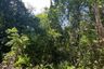 Land for sale in Na Toei, Phang Nga