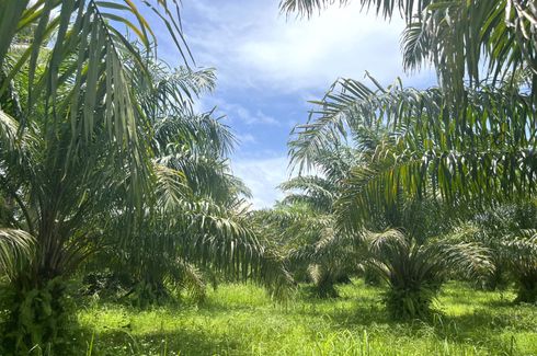 Land for sale in Khuekkhak, Phang Nga