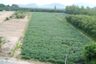 Land for sale in Nong Yai, Chonburi