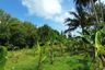 Land for sale in Pa Khlok, Phuket