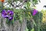 4 Bedroom House for sale in Mantana Lake Watcharapol, O Ngoen, Bangkok