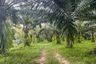 Land for sale in Kalai, Phang Nga