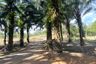 Land for sale in Tha Yu, Phang Nga