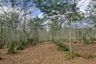 Land for sale in Bang Thong, Phang Nga