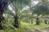 Land for sale in Thung Maphrao, Phang Nga