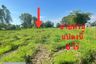 Land for sale in Nong Nak, Saraburi
