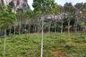 Land for sale in Khao Thong, Krabi