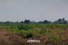 Land for sale in Nong Suang, Nakhon Ratchasima