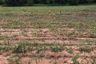 Land for sale in Sikhio, Nakhon Ratchasima