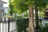 3 Bedroom House for rent in San Phi Suea, Chiang Mai