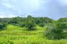 Land for sale in Na Toei, Phang Nga