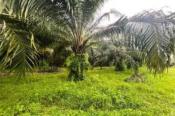 Land for sale in Khuekkhak, Phang Nga