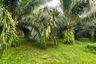 Land for sale in Khuekkhak, Phang Nga