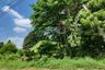Land for sale in Bang Bua Thong, Nonthaburi