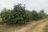 Land for sale in Ang Hin, Ratchaburi