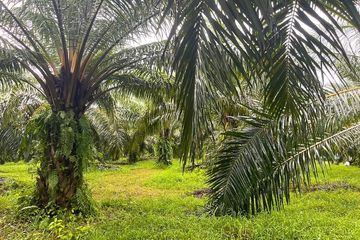 Land for sale in Khuekkhak, Phang Nga