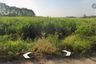 Land for sale in Tha Bun Mi, Chonburi