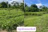 Land for sale in Choeng Doi, Chiang Mai