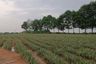Land for sale in Khao Khan Song, Chonburi