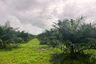 Land for sale in Thung Maphrao, Phang Nga
