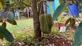 6 Bedroom Commercial for sale in Nong Nam Daeng, Nakhon Ratchasima