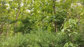 Land for sale in Pa Daet, Chiang Rai