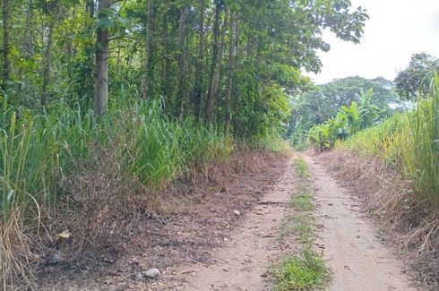 Land for sale in Pa Daet, Chiang Rai