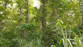 Land for sale in Pa Daet, Chiang Rai