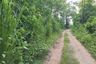 Land for sale in Pa Daet, Chiang Rai