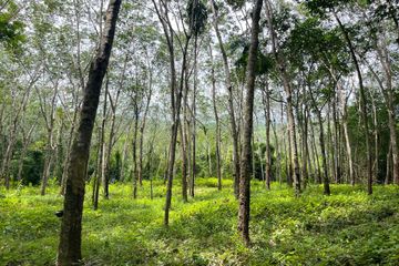 Land for sale in Tha Yu, Phang Nga