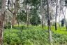 Land for sale in Tha Yu, Phang Nga