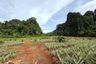 Land for sale in Khao Thong, Krabi