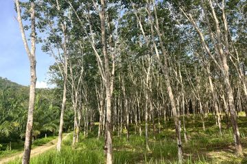 Land for sale in Tha Yu, Phang Nga