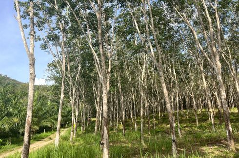 Land for sale in Tha Yu, Phang Nga