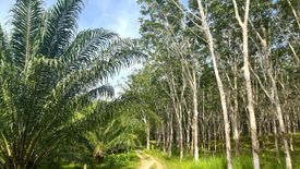 Land for sale in Tha Yu, Phang Nga