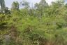 Land for sale in Na Fai, Chaiyaphum