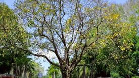 3 Bedroom House for rent in Nong Chom, Chiang Mai