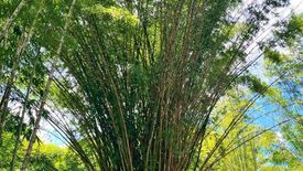 Land for sale in Yang Nam Klat Nuea, Phetchaburi